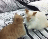 小短腿打架都充满喜感… - The short leg fight is full of joy.