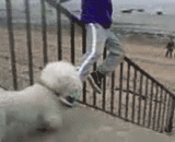 主人与狗狗的神一样的同步 - The master is the same as the dog's God