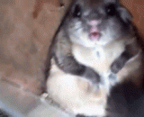 仓鼠吃光了整个喂食器里的鸟食，胖得动不了了[2P] - The hamster ate up the whole bird food in the feeder, and it was too fat to move [2P].