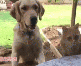 Meow mew, it hurts!,喵了个咪的，好疼！