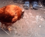无头鸡麦克再现人间 - Headless chicken Mike reproduces