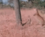 The climbing ability of a leopard,豹子的爬树能力