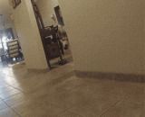 1~2 ~ 3 ~... Wood man! Two hay is fun,1～2～3～…木头人！二哈太好玩啦