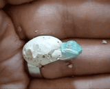 刚刚破壳而出的变色龙宝宝，太可爱了 - The baby chameleon, who has just broken its shell, is so cute.