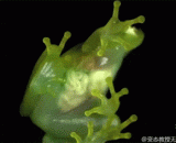 The transparent frog, the viscera is seen,透明蛙，内脏都看到了