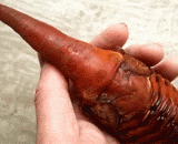 长戟大兜虫的蛹 - The pupae of the big worm of the halberd