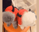 和女朋友吵架之后想要亲近一下，最后那一刻的表情太生动了 - When you quarrel with your girlfriend, you want to be intimate. The expression at the last moment is too vivid.