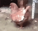 朋友出国，让我帮他养了一个月的信鸽 - My friend went abroad, so I helped him keep a homing pigeon for a month.