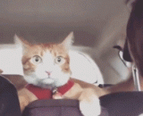 一起出去兜风的喵和汪[3P] - The meow and Wang [3P] that go out for a ride