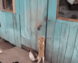 On the importance of team cooperation,论团队合作的重要性