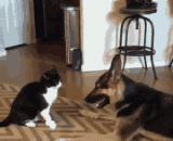 我反手就是一……大口亲亲 - My backhand is one... Great relatives