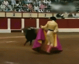Bullfight GIF dynamic chart: too disgraceful, or pretend to be dead!,斗牛gif动态图：太丢人了，还是装死好了！