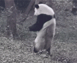 小婊砸，钢管舞跳的不错嘛 - Little bitch, pipe dance is good