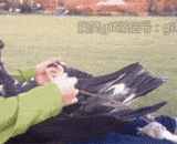 鹰：不想飞，想做小公举 - Eagle: do not want to fly, want to do small public lift