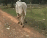 This cow hurts very much. Can it hit the knee? Does the egg really hurt?,这牛很蛋疼吧，能砸到膝盖，蛋真的不疼吗~~