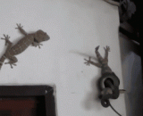 老婆被一条恶蛇缠住了，老公拼死相救 - The wife was entangled with a snake, and her husband was desperate to save him.