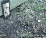 A way to attract a group of frogs with a mobile phone,用手机吸引到一群青蛙的方法