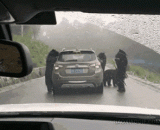 Bear: old driver, take us!,熊：老司机，带带我们！