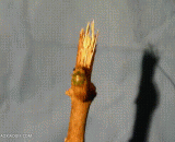 知了蜕壳的过程 - Knowledge of the process of molting