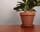 家中无人巧妙浇花法 - No one's ingeniously watering the house