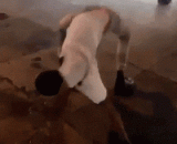 卧槽，这是什么生物？​​​​ - The grooves, what is this creature? ​ ​ ​ ​