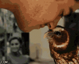 和我的宠物猫头鹰亲一个 - Kiss my pet Owl