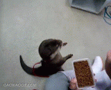 The super young otter buys the drink for the owner! That's lovely！,超萌小水獭帮主人买饮料！！太可爱了！