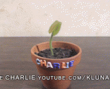 Flies can also blow bubble gum, have you considered the feelings of this plant?,捕蝇也能吹泡泡糖，有没有考虑过这棵植物的心情