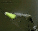 Oviposition process of mosquitoes,蚊子产卵过程