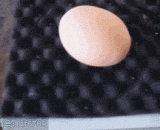 俩黄的叫双黄蛋，那这玩意叫啥呢？ - The two yellow eggs are called double yellow eggs. What's the call?