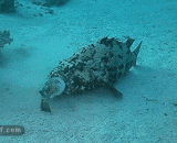 石斑鱼吃河豚鱼失败 - Grouper's failure to eat puffer fish