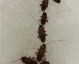 The expression of true love,真爱的表达方式