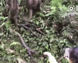 给猴子喂食被抢手机，这下就杯具了 - Feed the monkey with a robbed cell phone. This is a cup.