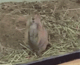 好一个磨人的小妖精，女主人的手一摸，醉了 - A grinder little goblin, the hostess's hand was drunk.