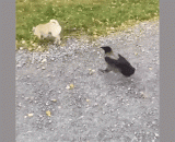 菊花一紧，跳起来了 - The chrysanthemum is tight. It jumps up