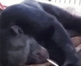 大猩猩也抽烟，一看就是老烟枪！ - The gorilla also smokes, one is the old gun!