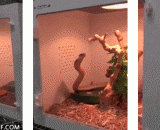 感觉蛇都要跑出来了 - It feels like the snakes are going to run out