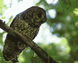 猫头鹰捕食老鼠惊人瞬间 - The owl preys on the mouse for a stunning moment