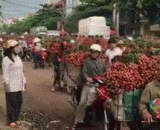 荔枝大军准备出发！！！ - The litchi army is ready to start!!!