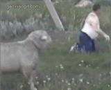 An angry sheep, a sheep that doesn't like fat, [2P],愤怒的羊，一只不喜欢胖子的羊[2P]