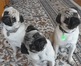 What about the three?? Sprout,这仨矁啥呢？？萌呆了