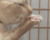 不对，我刚刚好像刨屎了 - No, I just looked like shit