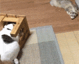 铲屎的！叫你不好好打扫卫生，现在养出一只老鼠比我还大，吓死喵了！ - Shovel shit! I told you not to do a good job of cleaning. Now, raising a mouse is bigger than me.