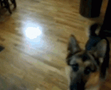 各种动物被“BIU”的瞬间，大赞汪星人的演技与影帝仓鼠君[9P] - All kinds of animals were praised by 