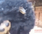 The hair ornaments of young people are really full of vitality,年轻人的发饰真是充满生命力