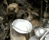 I have to do so many things every day. I need to bring children, pit father.,每天都要干这么多活还要带孩子，坑爹啊