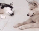 Brother, two chicken feet, give me a split,兄弟，两个鸡爪，分个给我吧