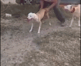 This Wang is absolutely open and hung up,这只汪绝对是开挂了