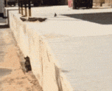 Meow star fowling moment! Sneak back, one hit!,喵星人捕鸟瞬间！潜行背刺，一击必杀！