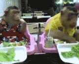 Two monkeys eat fast food in restaurants. It's almost against the weather [2P],俩猴子在饭店里吃快餐，这简直要逆天了[2P]